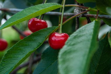 Olgun kiraz dalında