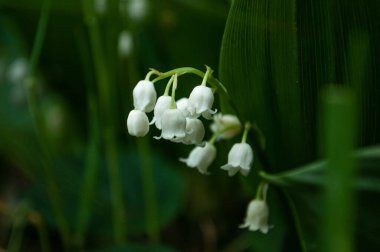 Bahçedeki vadi zambağı