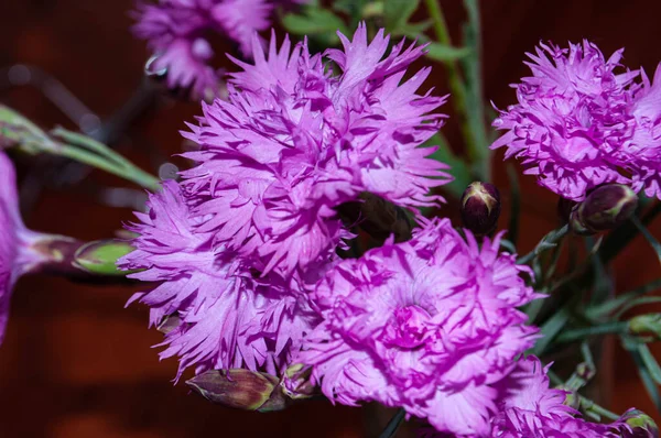 Bouquet Lilac Carnations — Stock Photo, Image