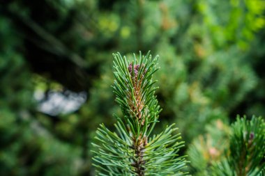 Yakından güzel bir ladin. yeşil renk. Güzel bitki. Doğa.