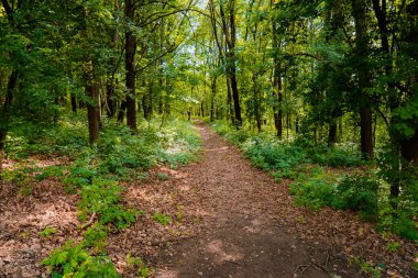 Ilıman yağmur ormanları Moldova manzarası. Ormanın güzel manzarası
