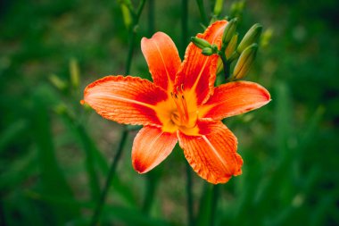 Tomurcukta turuncu zambak. Yazın bahçede bir portakal zambağı açar. Güzel açık zambak