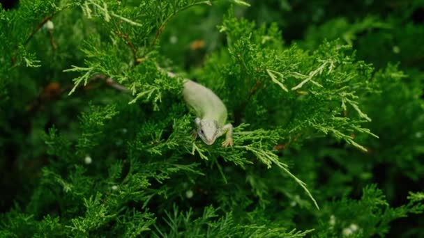 Gros plan sur le lézard vert (lacerta viridis). beau lézard sur l'arbuste à feuilles persistantes (buisson)