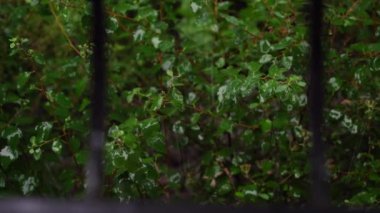 Şiddetli yaz yağmuru, pencereden yeşil çalıların manzarası