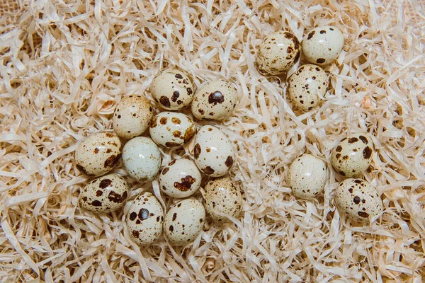 Food Group Quail Eggs Isolated Hay — Stock Photo, Image