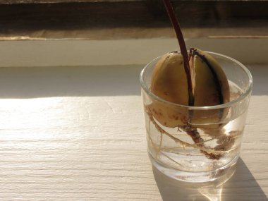 Avokado tohumu, kökleri cam bardakta, beyaz tahta pencere pervazında.