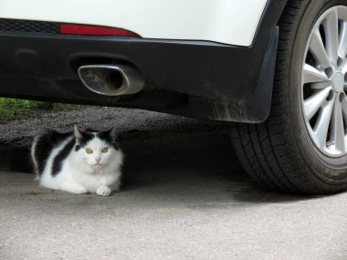 Sarı gözlü siyah beyaz bir kedi beyaz bir arabanın altında yatıyor.
