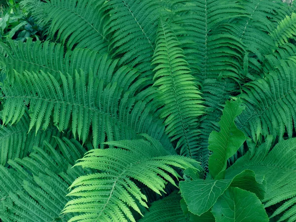 Green Fern Leaves Close — Stock Photo, Image