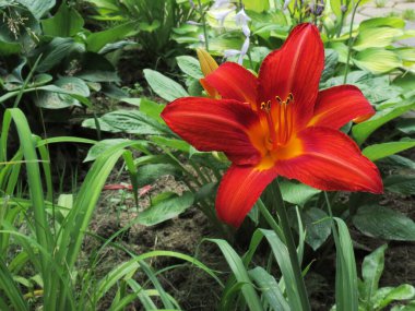 Kırmızı gündüz çekimleri, arka planda yeşiller.