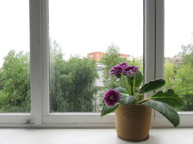 Beyaz ahşap pencere eşiğinde pembe gloksinya, arka planda yeşil ağaçlar.