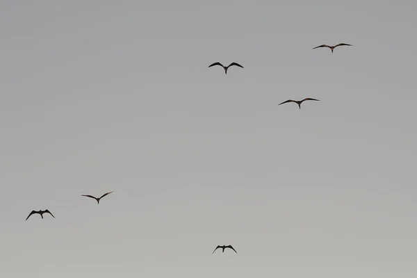 Tropische Vögel Fregattvögel Fliegen Blauen Himmel Abstrakter Hintergrund Kopieren Raum — Stockfoto