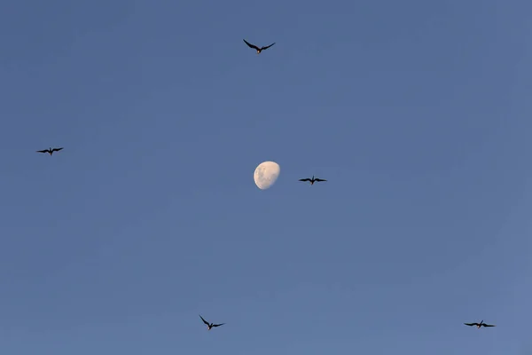 Lua Noturna Tropical Pássaros Voam Céu Azul Fundo Abstrato Copiar — Fotografia de Stock
