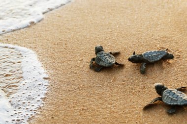 Brezilya 'nın Bahia kıyısındaki Praia do Forte plajındaki yuvasından ayrıldıktan sonra deniz kaplumbağası (caretta caretta caretta), kumsalda ayak izleriyle denize doğru sürünüyor.