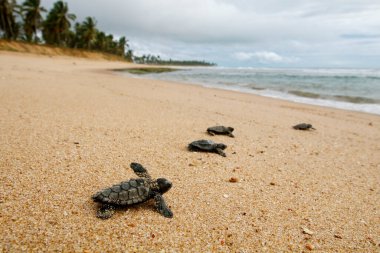 Yavru deniz kaplumbağası yumurtadan çıkan şahin gagası (Eretmochelys imbricata), Brezilya 'nın Bahia sahilindeki Praia do Forte plajından çıktıktan sonra Hindistan cevizi palmiye ağaçlarıyla birlikte denize doğru sürünüyor.