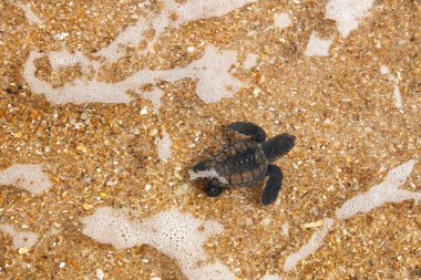 Yavru deniz kaplumbağası yumurtadan çıkan şahin gagası (Eretmochelys imbricata), Brezilya 'nın Bahia sahilindeki Praia do Forte plajından ayrıldıktan sonra denize doğru sürünüyor.