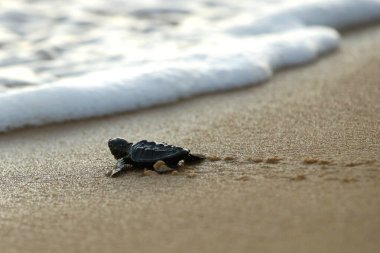 Yavru deniz kaplumbağası yavrusu, Brezilya 'nın Bahia kıyısındaki Praia do Forte sahilindeki yuvadan ayrıldıktan sonra denize doğru sürünüyor.