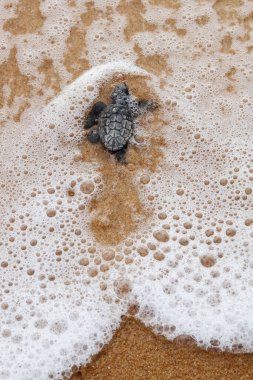 Yavru deniz kaplumbağası yavrusu, Brezilya 'nın Bahia kıyısındaki Praia do Forte sahilindeki yuvadan ayrıldıktan sonra denize doğru sürünüyor.