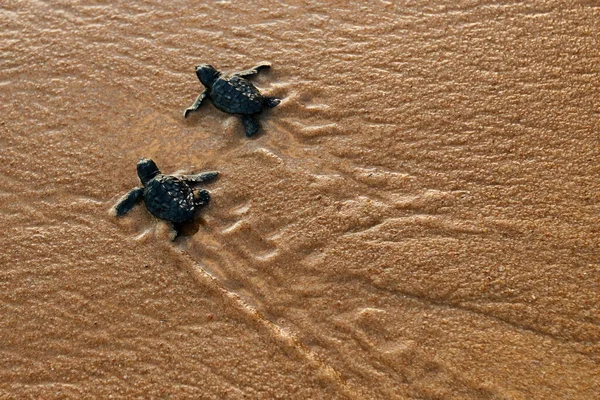 Baby sea turtle hatchling, loggerhead specie (caretta caretta), crawling  to sea after leaving nest at Praia do Forte beach on Bahia coast, Brazil with footprints on the sand, top view flat lay