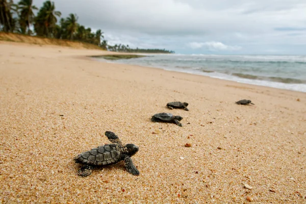 Baby Sea Turtle Hatchling Hawksbill Eretmochelys Imbricata Crawling Sea Leaving — Stock Photo, Image