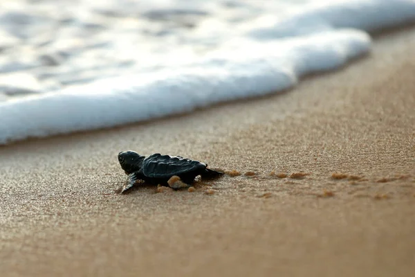 Tartaruga Mar Caretta Caretta Rastejando Para Mar Depois Deixar Ninho — Fotografia de Stock