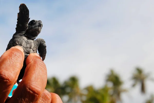 Cute Hatchling Baby Loggerhead Sea Turtle Caretta Caretta Handheld Depois — Fotografia de Stock