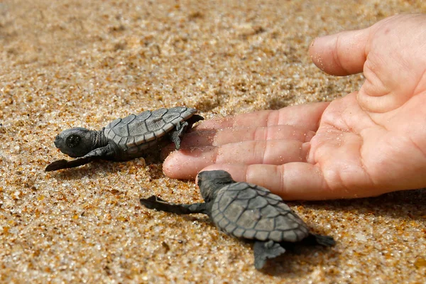 Bebê Tartaruga Marinha Incubadora Falcão Eretmochelys Imbricata Rastejando Para Mar — Fotografia de Stock