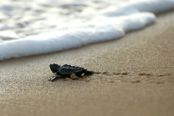 Tartaruga Mar Caretta Caretta Rastejando Para Mar Depois Deixar Ninho Imagens Royalty-Free