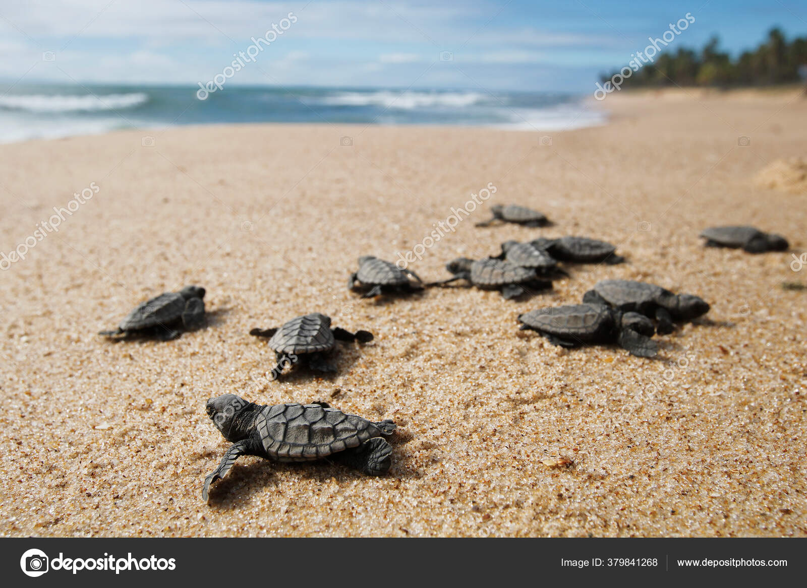 Bébé Tortue Mer Bec Épervier Eretmochelys Imbricata Rampant Vers Mer —  Photo de stock par ©frazaofernando - 379841268, image size:1600x1167