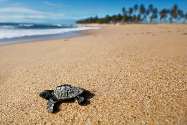 Tartaruga Marinha Bebé Cabeça Galinha Caretta Caretta Rastejando Para Mar — Fotografia de Stock