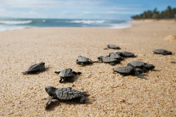 Baby sea turtle hatchling hawksbill (Eretmochelys imbricata) crawling to sea after leaving nest at Praia do Forte beach on Bahia coast, Brazil, with coconut palm trees background
