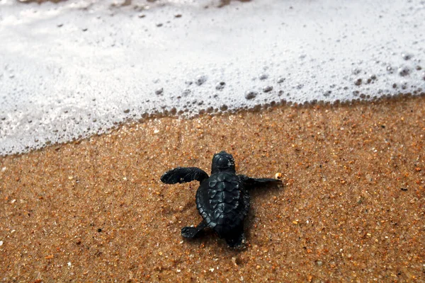 Tartaruga Marinha Bebé Cabeça Galinha Caretta Caretta Rastejando Para Mar — Fotografia de Stock