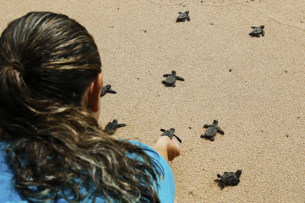 Bebê Tartaruga Marinha Incubadora Falcão Eretmochelys Imbricata Rastejando Para Mar — Fotografia de Stock