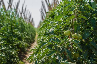 Yeşil domates. Organik tarım, çiftlikte genç domates bitkileri büyüme.