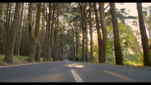 Carretera Atravesando Bosque — Stockvideo