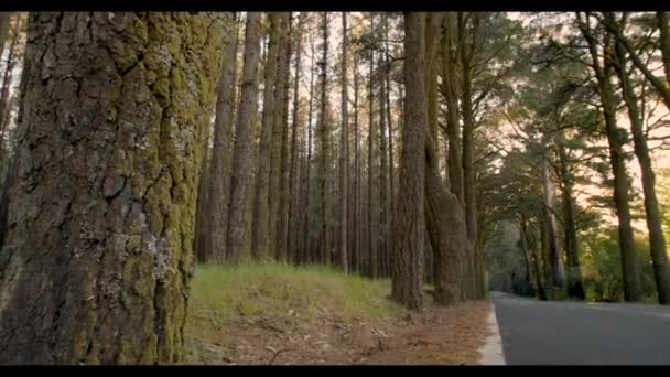 Carretera Por Bosque — Vídeos de Stock