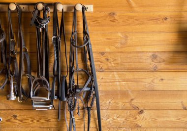 Atlar ahırda. Hipik dünya