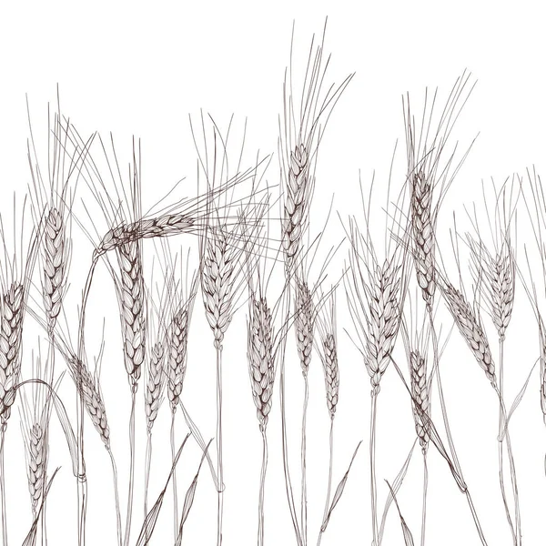 Векторный Бесшовный Горизонтальный Фон Изолированным Ухом Пшеницы Черно Белая Ручная — стоковый вектор