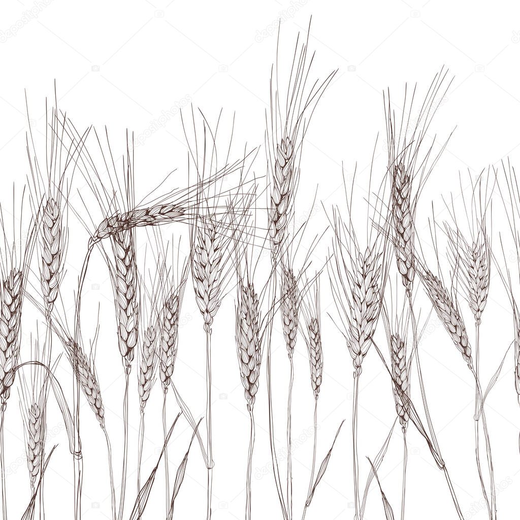 Vector seamless horizontal background with isolated ear of wheat. Black and white hand drawn sketched wheat. Concept for agriculture, organic cereal products, harvesting grain, bakery, healthy food.