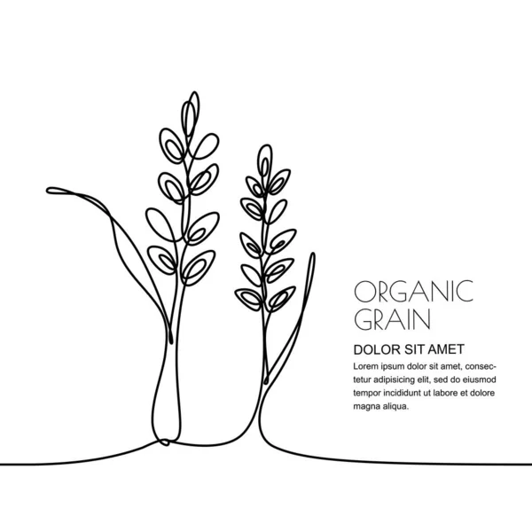 Kontinuierliche Linienzeichnung Vektorlineare Darstellung Von Weizen Reisähren Und Getreide Isoliert — Stockvektor