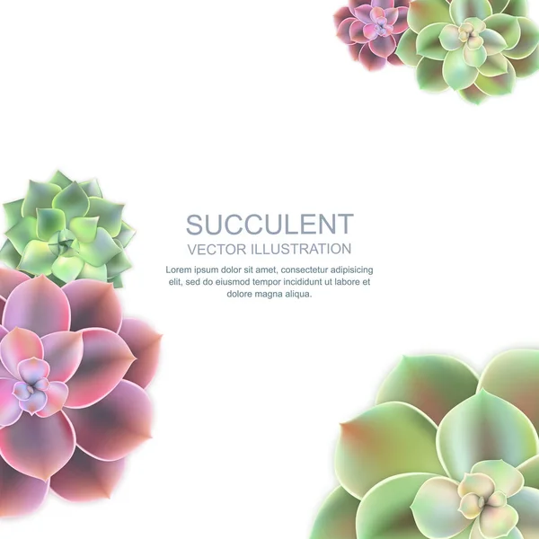 Vector Frame Realistic Pink Purple Green Succulent Echeveria Cactus Flowers — Stock Vector
