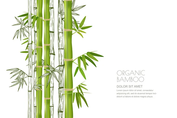 Векторна Зелена Рослина Органічного Бамбука Ізольована Білому Мікс Реалістичної Ескізної — стоковий вектор