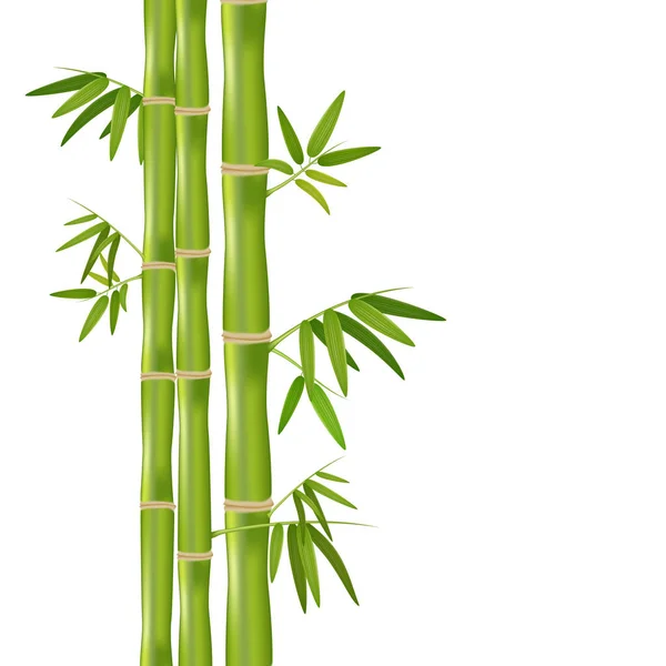 Ilustración Realista Aislada Vectorial Planta Bambú Orgánico Verde Aislada Sobre Gráficos Vectoriales