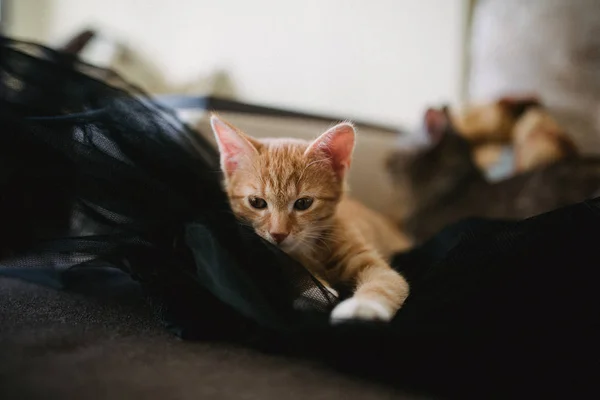 Ginger Three Color Cat Lying Bed Looking Camera Warm Toning — Stock Photo, Image