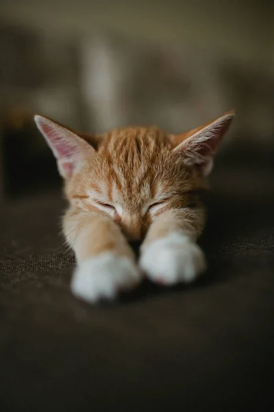 Jengibre Tres Colores Gato Está Acostado Cama Dormir Imagen Tonificante —  Fotos de Stock
