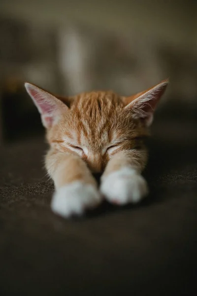 Zenzero Gatto Tre Colori Sdraiato Sul Letto Dormire Immagine Tonificante — Foto Stock