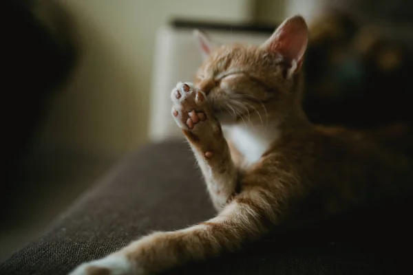 Ingefära Tre Färg Katten Liggande Sängen Och Tvätta Varm Toning — Stockfoto