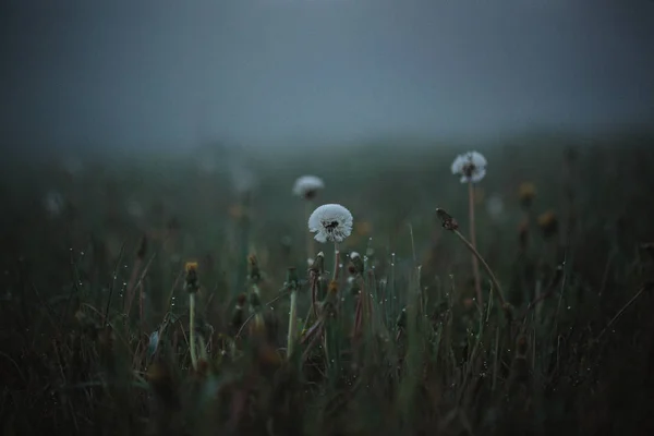 草を閉じます 市内の公園で霧 朝早く タンポポのマクロ撮影 フィルムの穀物の調子を整える — ストック写真