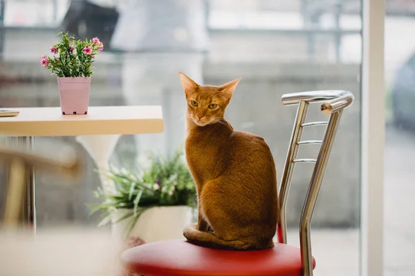 Ginger Abyssinian cat is sitting on chair near the table and looking in camera. Warm toning image. Lifestyle pet concept — Stock Photo, Image