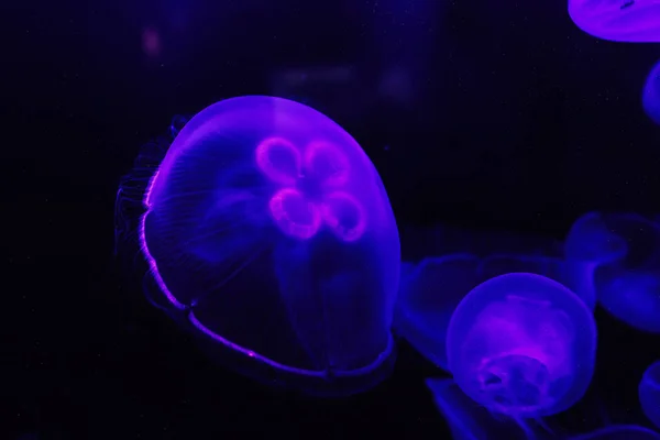 Jellyfish floats in deep water. Neon style. Film grain toning.
