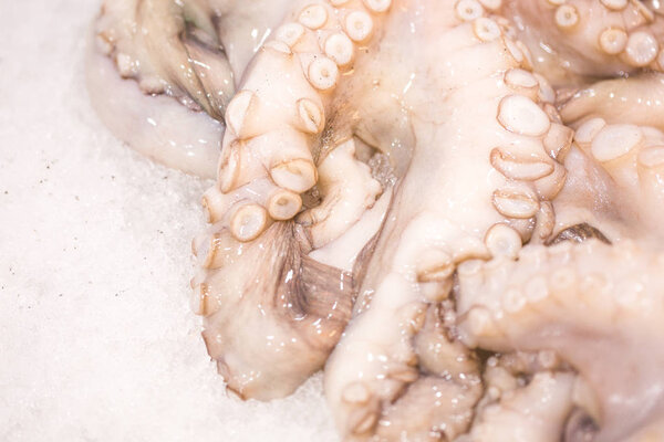 Close up food image of raw frozen octopus on ice on the market